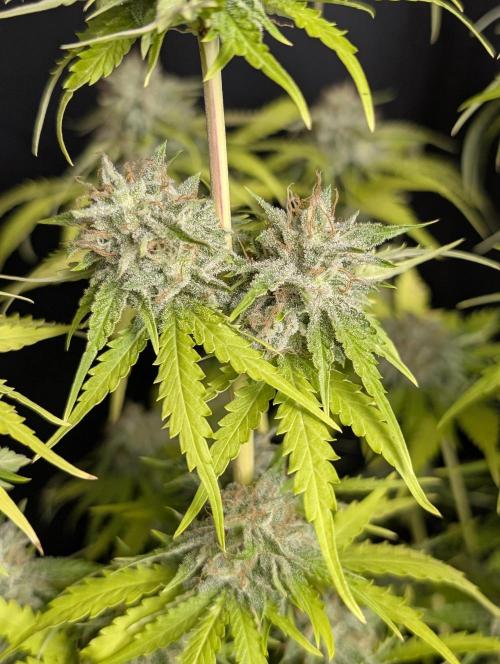 Guava X Gelato 41 x4. Week 10