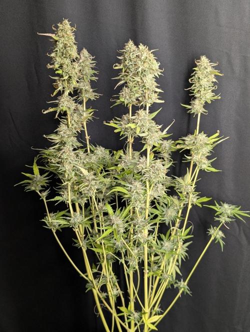 Guava X Gelato 41 x4. Week 10 - 3
