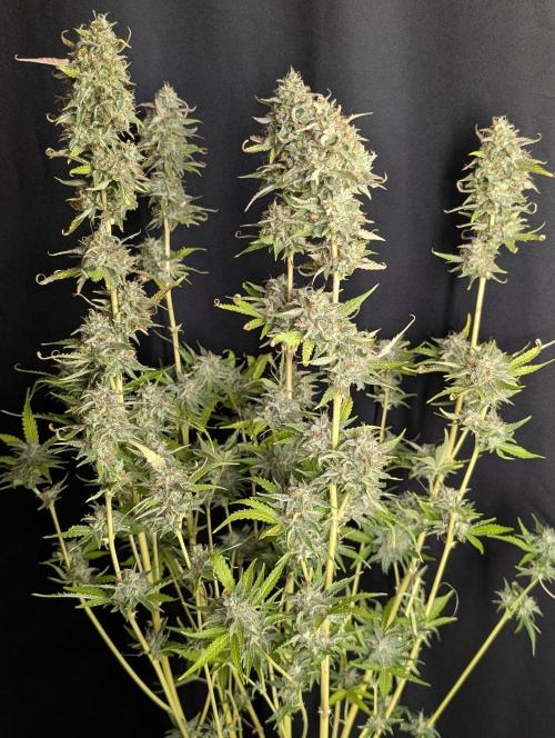 Guava X Gelato 41 x4. Week 10