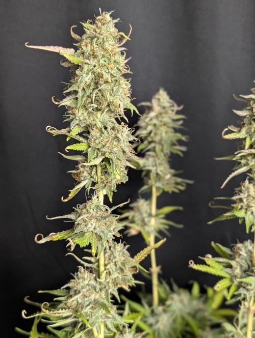 Guava X Gelato 41 x4. Week 10