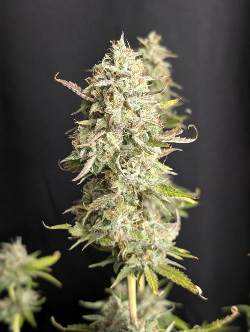 Guava X Gelato 41 x4. Week 10
