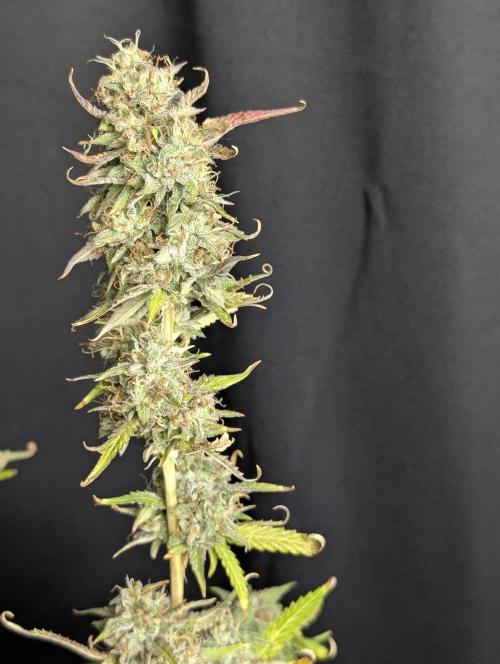 Guava X Gelato 41 x4. Week 10