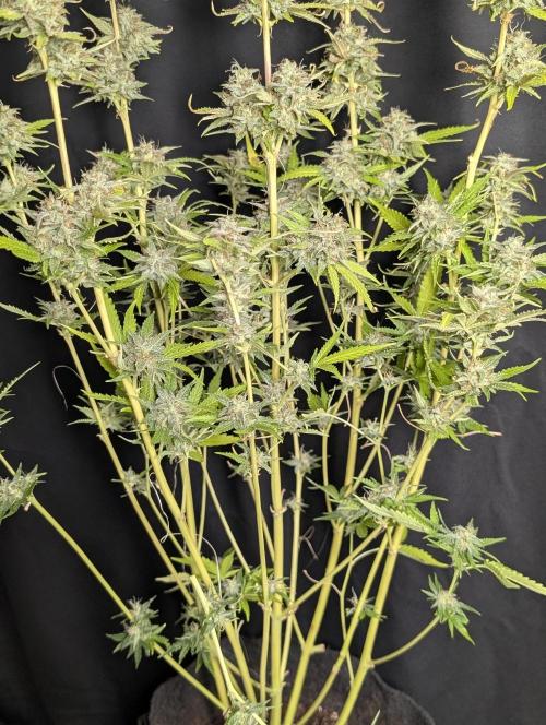 Guava X Gelato 41 x4. Week 10