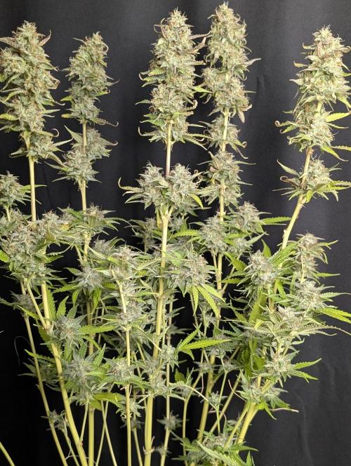 Guava X Gelato 41 x4. Week 10