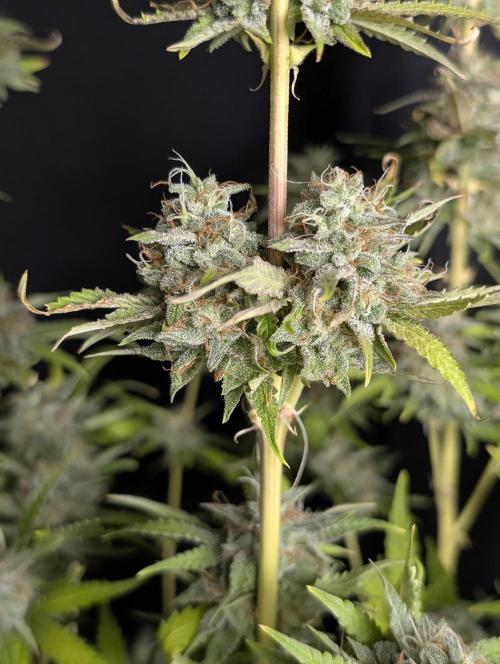 Guava X Gelato 41 x4. Week 10