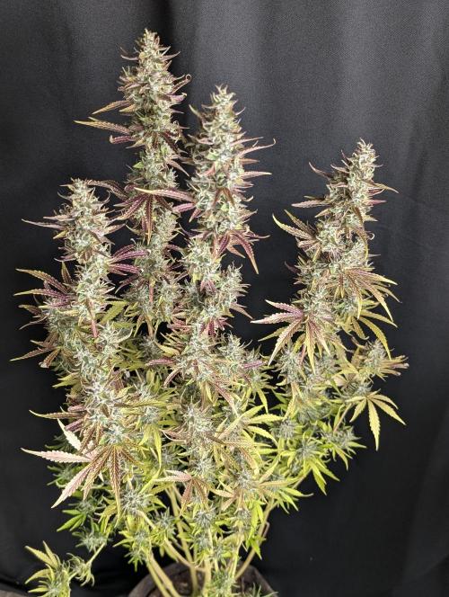 Guava X Gelato 41 x4. Week 10 - 4