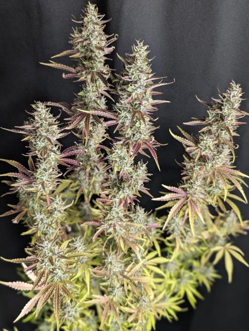 Guava X Gelato 41 x4. Week 10