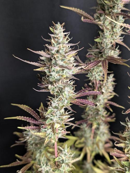 Guava X Gelato 41 x4. Week 10