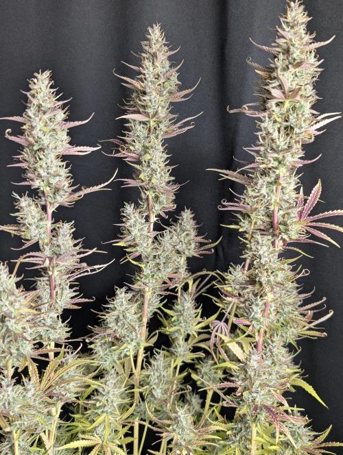 Guava X Gelato 41 x4. Week 10