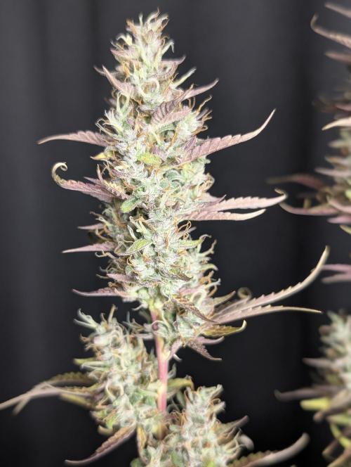 Guava X Gelato 41 x4. Week 10