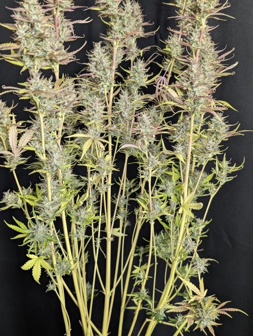 Guava X Gelato 41 x4. Week 10