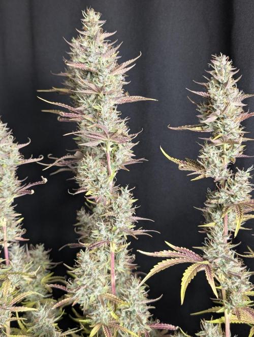 Guava X Gelato 41 x4. Week 10