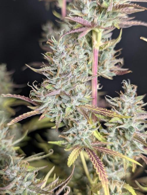 Guava X Gelato 41 x4. Week 10