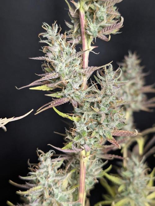 Guava X Gelato #41 Auto. Week 10