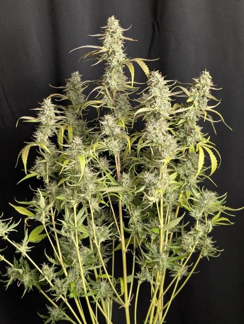 Guava X Gelato 41 x3. Week 10 - 1