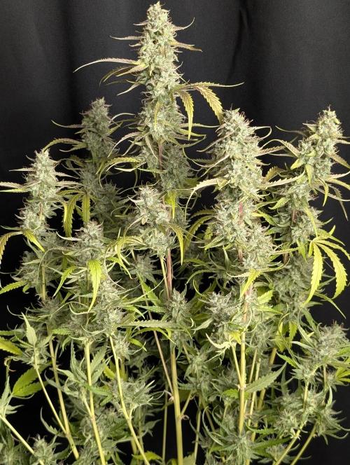 Guava X Gelato 41 x3. Week 10