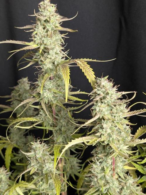 Guava X Gelato 41 x3. Week 10