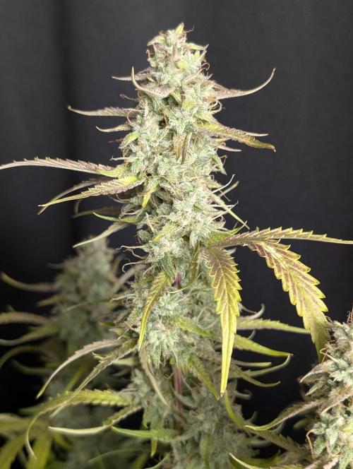 Guava X Gelato 41 x3. Week 10