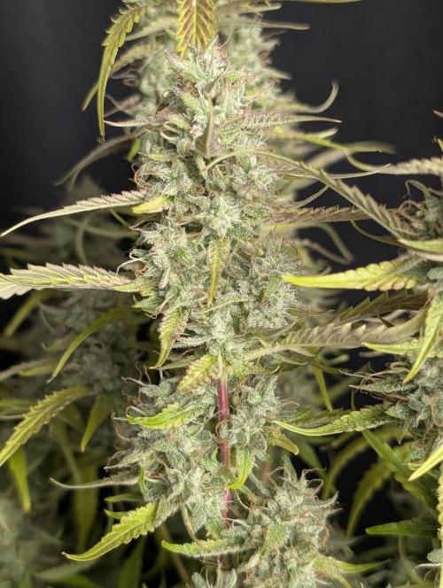 Guava X Gelato 41 x3. Week 10