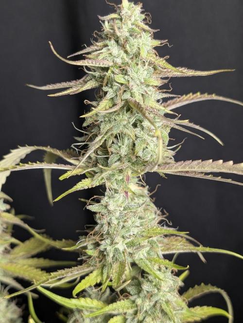 Guava X Gelato 41 x3. Week 10