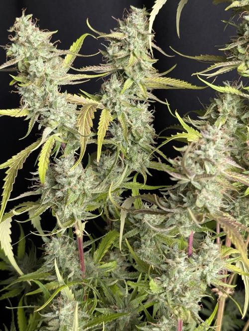 Guava X Gelato 41 x3. Week 10