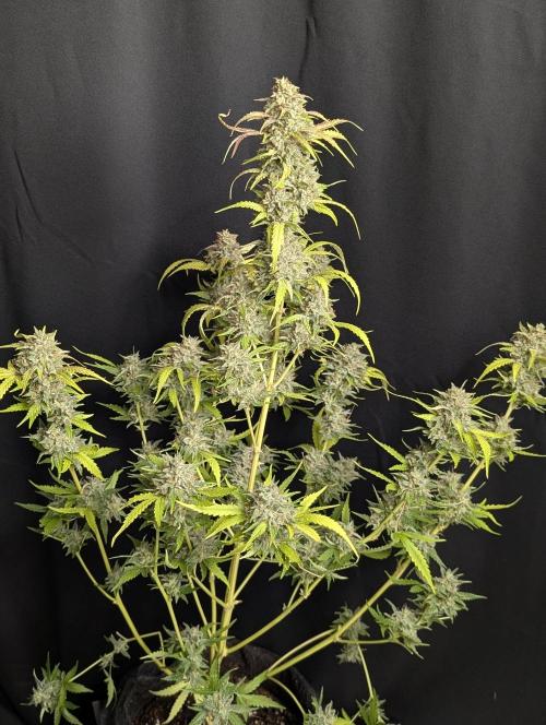 Guava X Gelato 41 x3. Week 10 - 2
