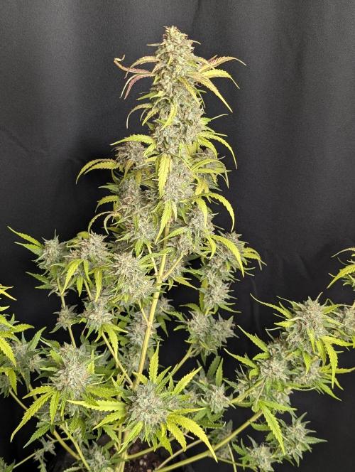 Guava X Gelato 41 x3. Week 10