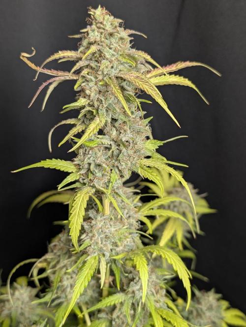 Guava X Gelato 41 x3. Week 10