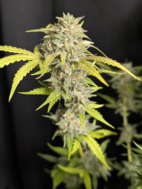 Guava X Gelato 41 x3. Week 10