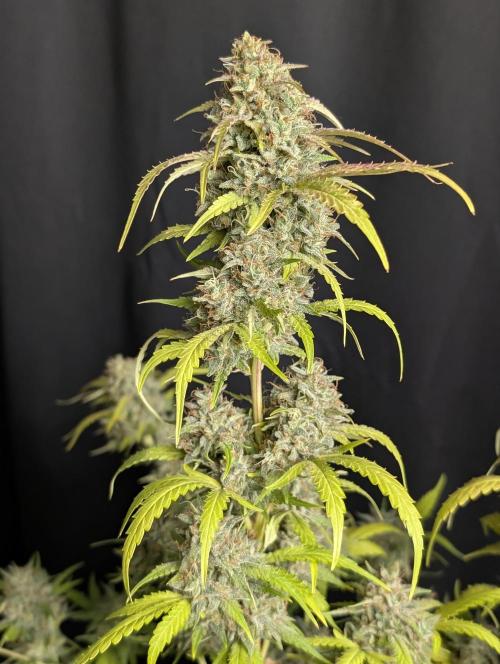 Guava X Gelato 41 x3. Week 10