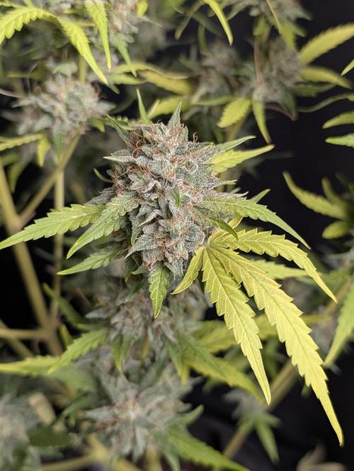 Guava X Gelato 41 x3. Week 10