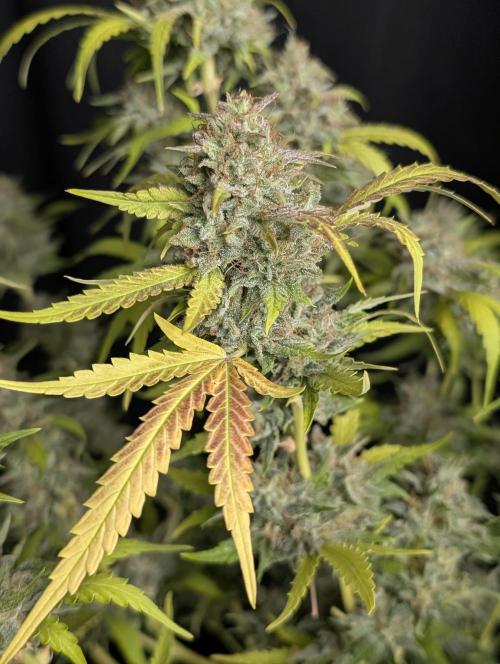 Guava X Gelato 41 x3. Week 10