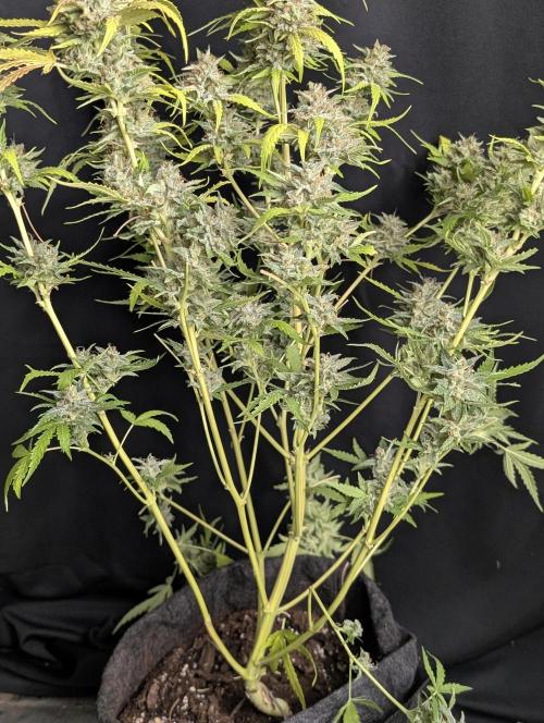 Guava X Gelato 41 x3. Week 10