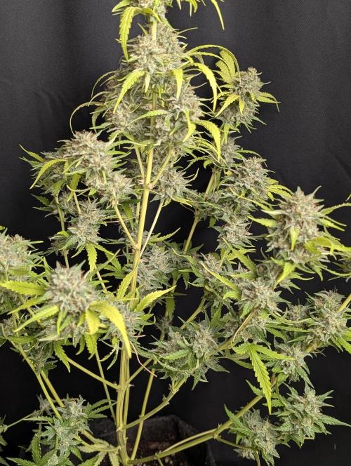 Guava X Gelato 41 x3. Week 10