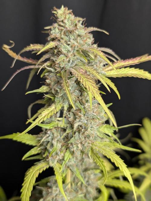Guava X Gelato 41 x3. Week 10