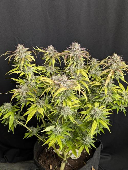 Guava X Gelato 41 x3. Week 10 - 3