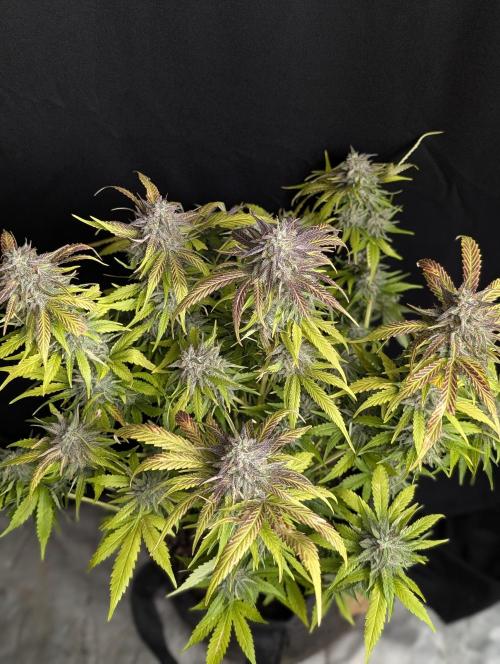 Guava X Gelato 41 x3. Week 10