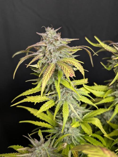 Guava X Gelato 41 x3. Week 10
