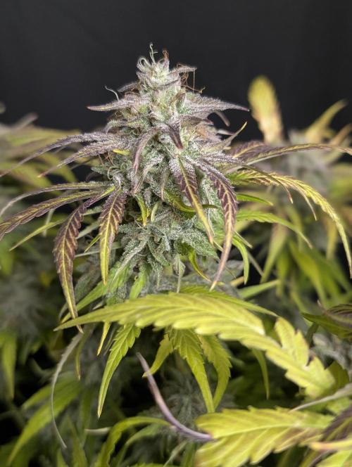 Guava X Gelato 41 x3. Week 10