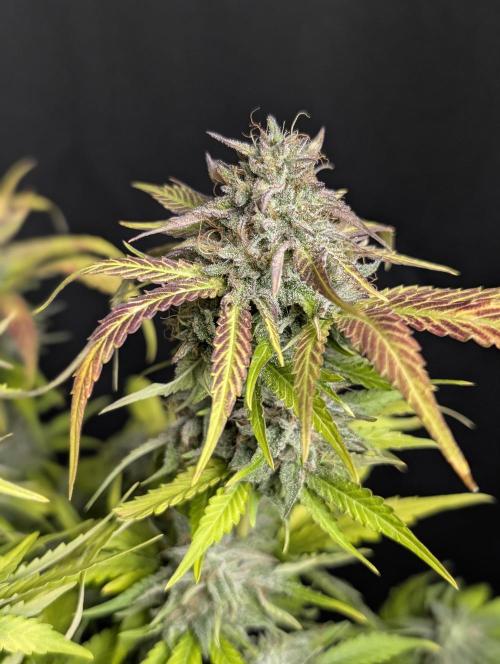 Guava X Gelato 41 x3. Week 10