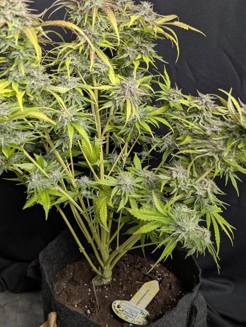 Guava X Gelato 41 x3. Week 10