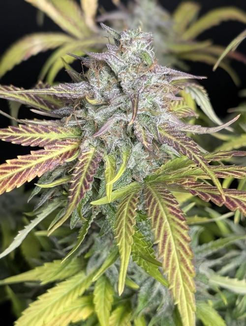 Guava X Gelato #41 Auto. Week 10