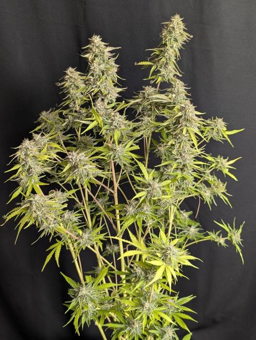 Guava X Gelato 41 x3. Week 10 - 1