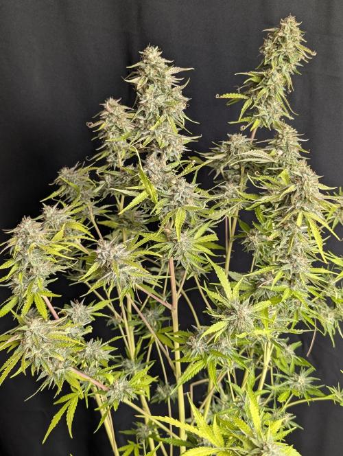 Guava X Gelato 41 x3. Week 10