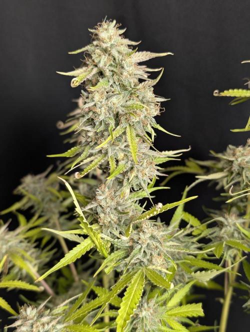 Guava X Gelato 41 x3. Week 10