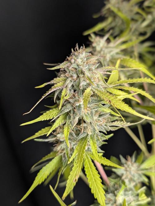 Guava X Gelato 41 x3. Week 10