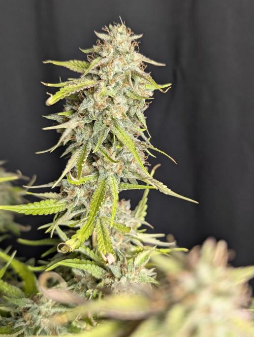 Guava X Gelato 41 x3. Week 10