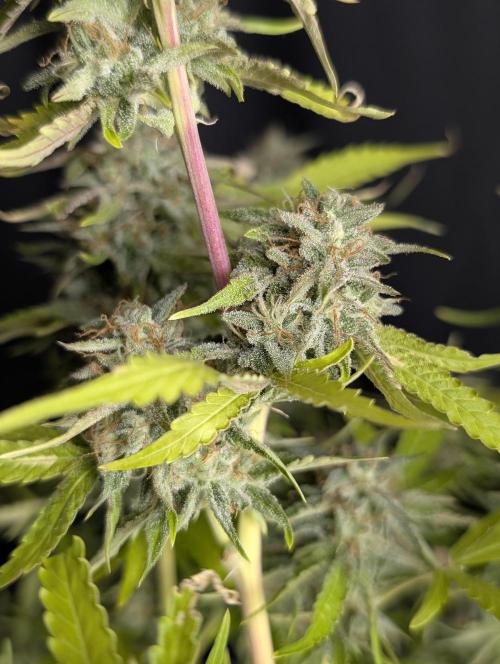 Guava X Gelato 41 x3. Week 10