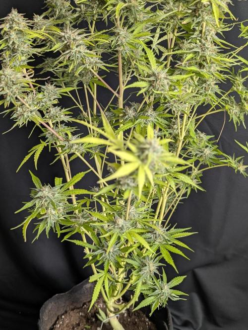 Guava X Gelato 41 x3. Week 10