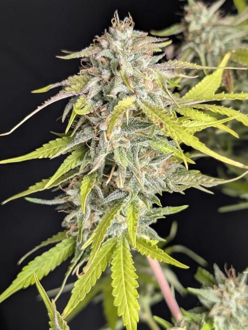 Guava X Gelato 41 x3. Week 10